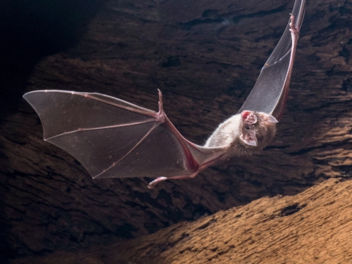 Vampire bat in flight