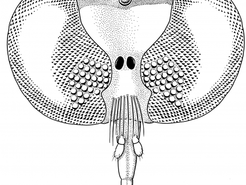 Burmapogon drawing