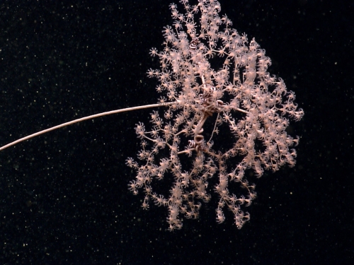A light-colored coral in the shape of baby breath flowers against black background.