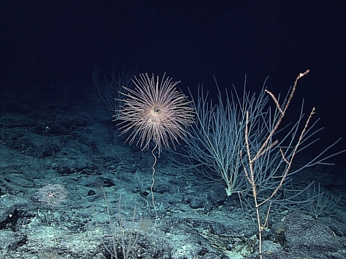A diversity of golden corals and bamboo corals on the ocean floor.