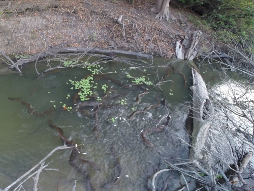 Riverbed with sunken trees and eels seen under the water