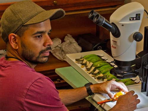Man works at a microscope with bird specimen