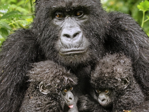 Gorilla holds two small gorilla babies
