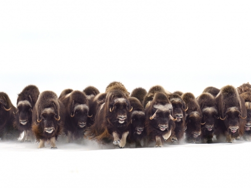 Herd of muskoxen in the snow