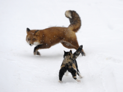 Fox runs away from a housecat