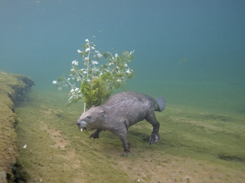 Beaver swimming underwater