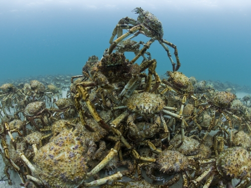 Stack of crabs underwater