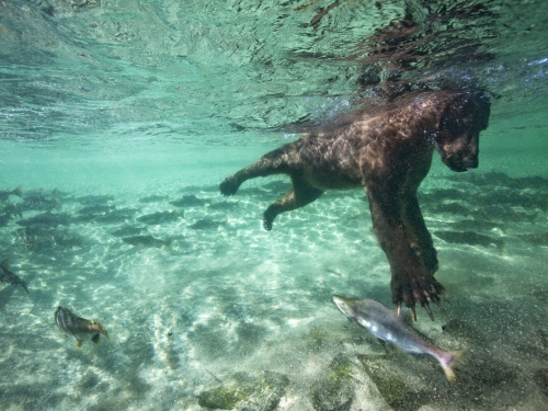 Bear grabs at salmon while swimming underwater