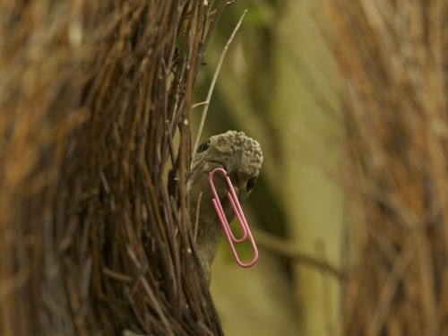 bird carries paperclip to nest 