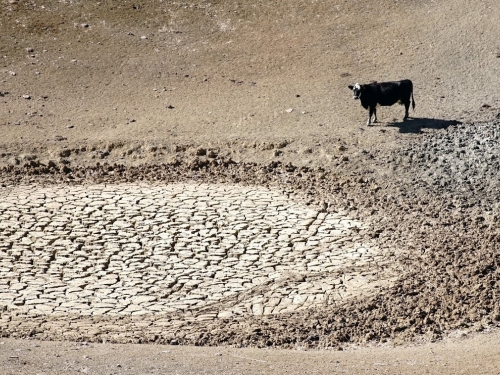 A cow lingers at a dry waterhole