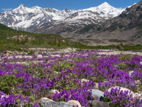 Purple wildflowers bloom in the foreground, snowy mountains in background