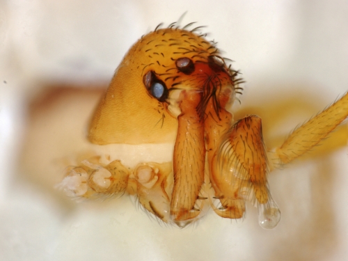 Chilarchaea quellon, trap jaw spider