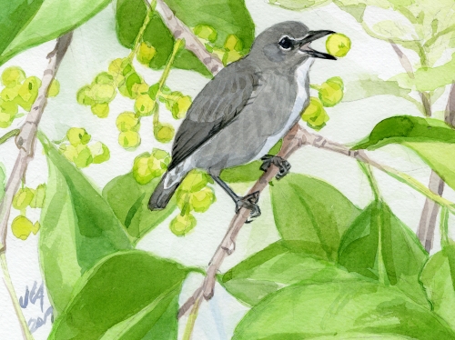 Illustration of the Spectacled Woodpecker 