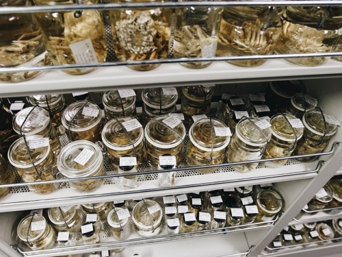collection jars on shelves
