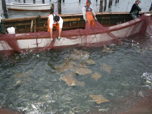 Rays caught in commercial net