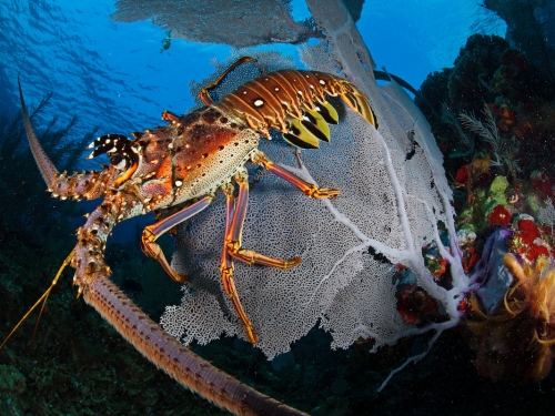 Spiny lobster photographed from the side