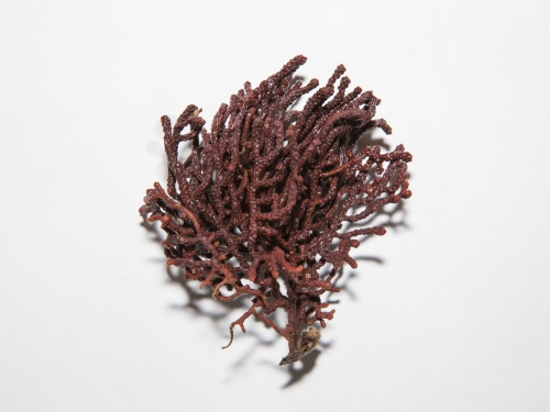Coral specimen
