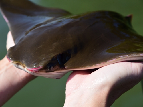 hands holding small cownose ray