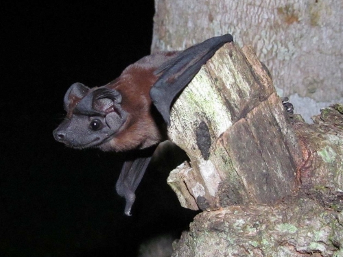 Close up of bat