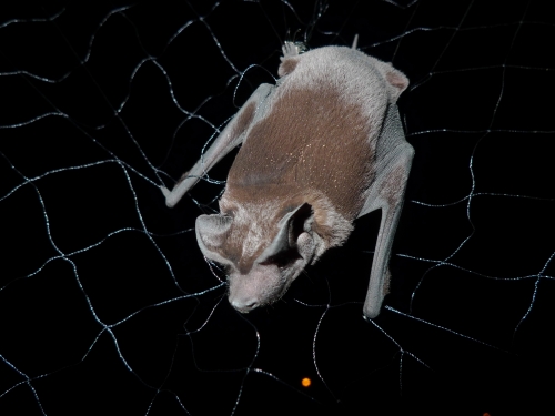 close-up of bat