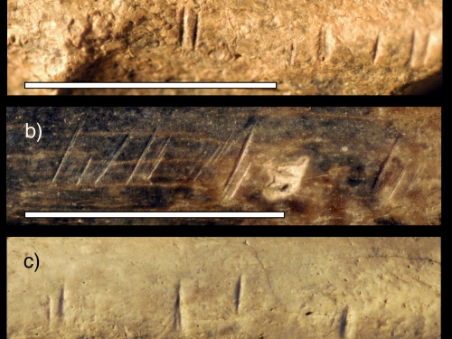 Composite photo showing cut marks on 3 different bones