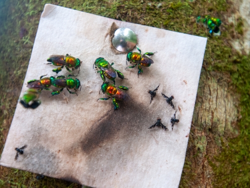 Insects on a piece of paper