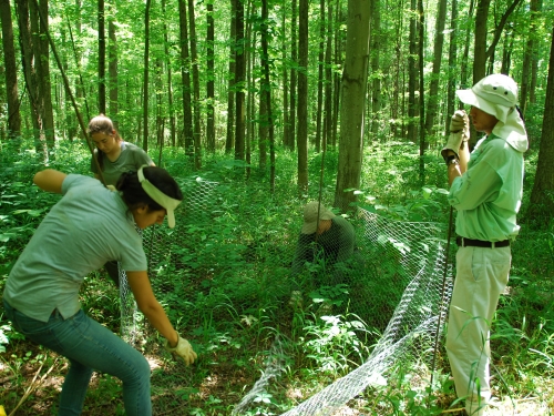 Setting up deer exclusion cage