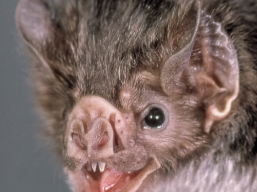 close-up of vampire bat