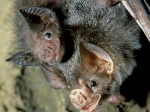 bat with babies