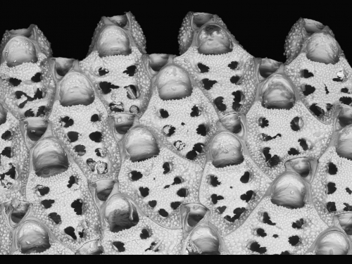 Close up of individual zooids