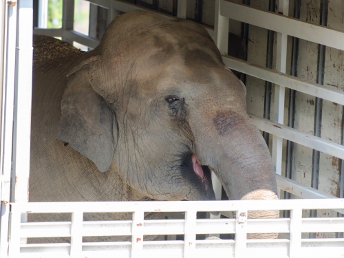 Asian Elephant Bozie Arrives at the Smithsonian’s National Zoo