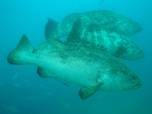 Three Goliath groupers