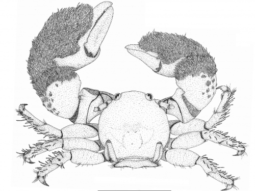 Black and white drawing of porcelain crab