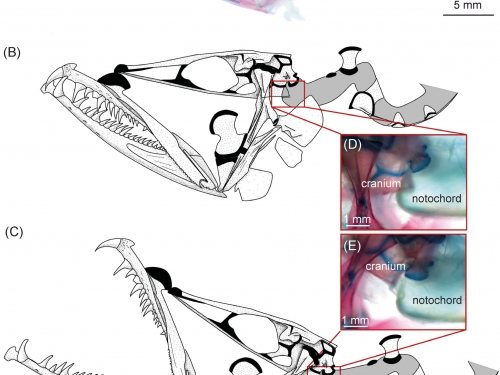 comparison images of dragonfish head joint