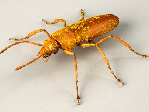 Beetle with pollen grains