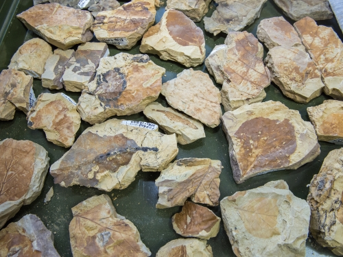 Fossilized leaves and rocks