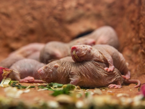 Naked mole-rats in their new home.