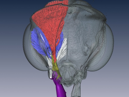 3 D image of ant head and jaw