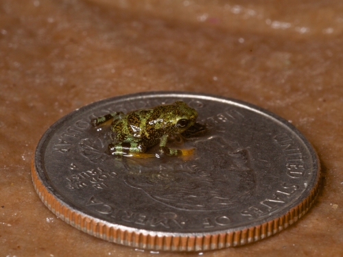 Limosa Harlequin Frog on a Quarter for scale