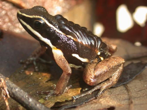 Allobates femoralis transports its tadpoles