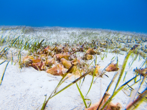 group of queen conch on sea floor