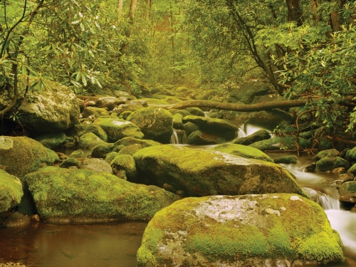 Panoramic view of stream, mossy rocks