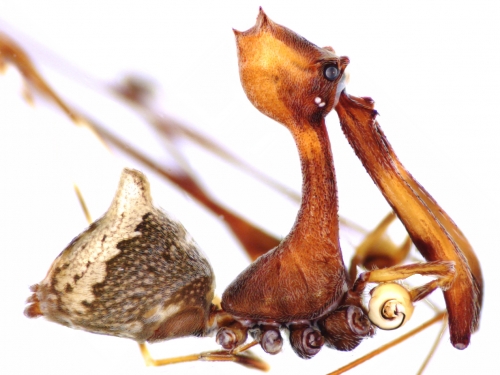 lateral view of pelican spider