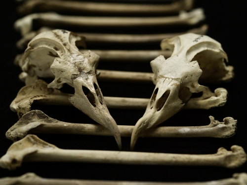 arrangement of modern and archaeological petrel bones and skulls