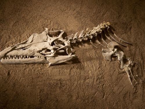 Mosasaur skull
