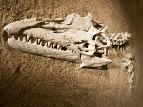 Mosasaur skull