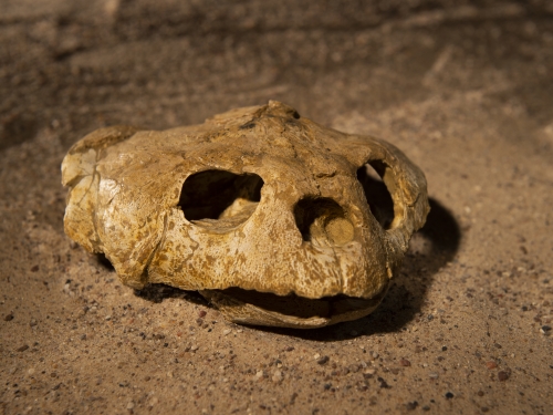 sea turtle skull