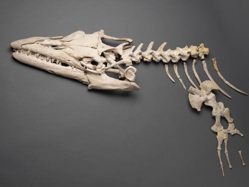 Mososaur skeleton