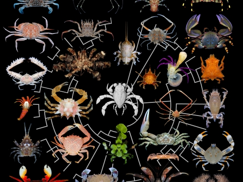 Diversity of Crab Forms illustration