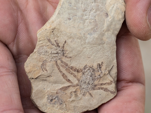 hand holding Callichimaera perplexa fossil